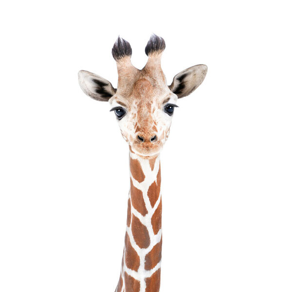 Giraf - Art Print