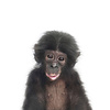 Baby Chimp - Art Print