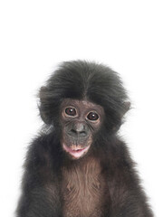 Products tagged with chimpanzee art print