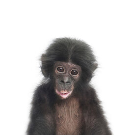 Baby Chimp - Art Print