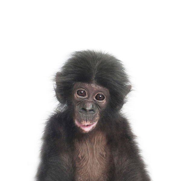 Baby Chimp - Art Print