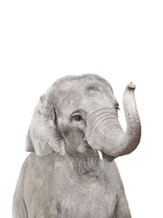 Producten getagd met grey elephant art print