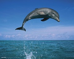 Producten getagd met Dolfijnen Poster