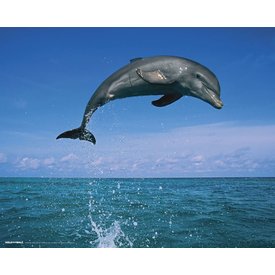 Dolphin Leaping - Mini Poster