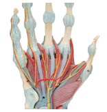 Hand model with muscles and tendons