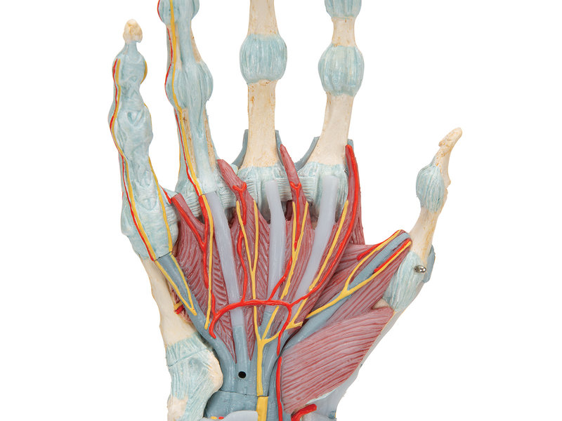 Modèle de main avec les muscles et les tendons
