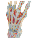 Modèle de main avec les muscles et les tendons