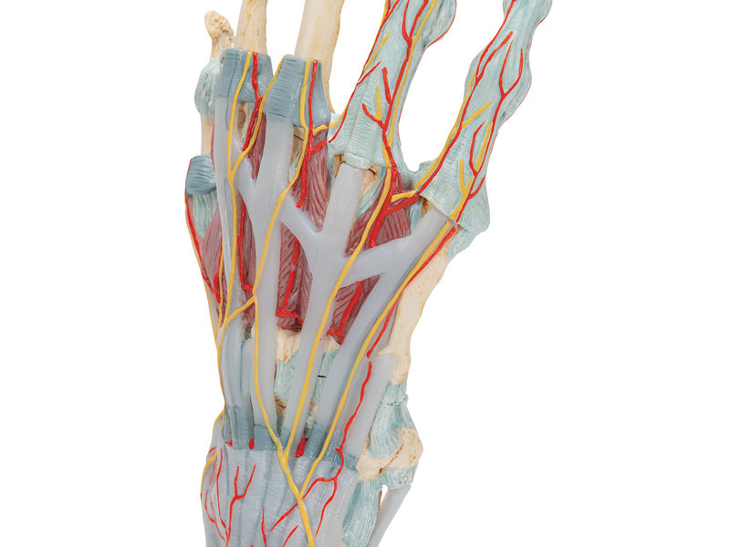 Hand model with muscles and tendons