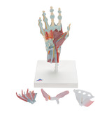 Hand model with muscles and tendons