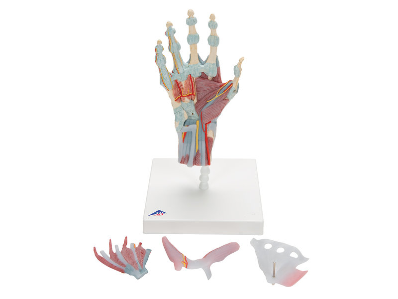 Hand model with muscles and tendons