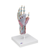 Hand model with muscles and tendons