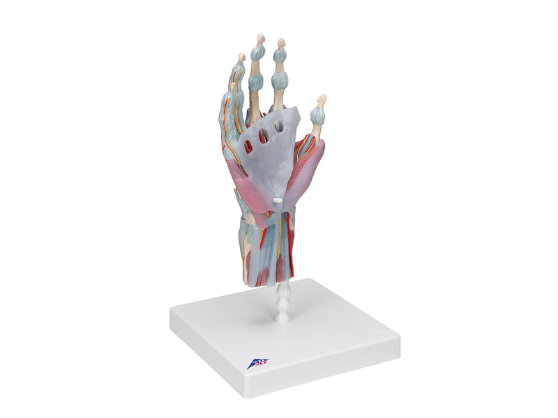 Hand model with muscles and tendons