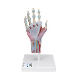 Hand model with muscles and tendons