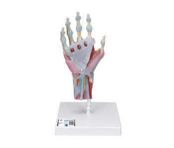 Handmodel met spieren en pezen