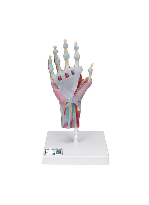 Handmodel met spieren en pezen