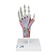 Hand model with muscles and tendons