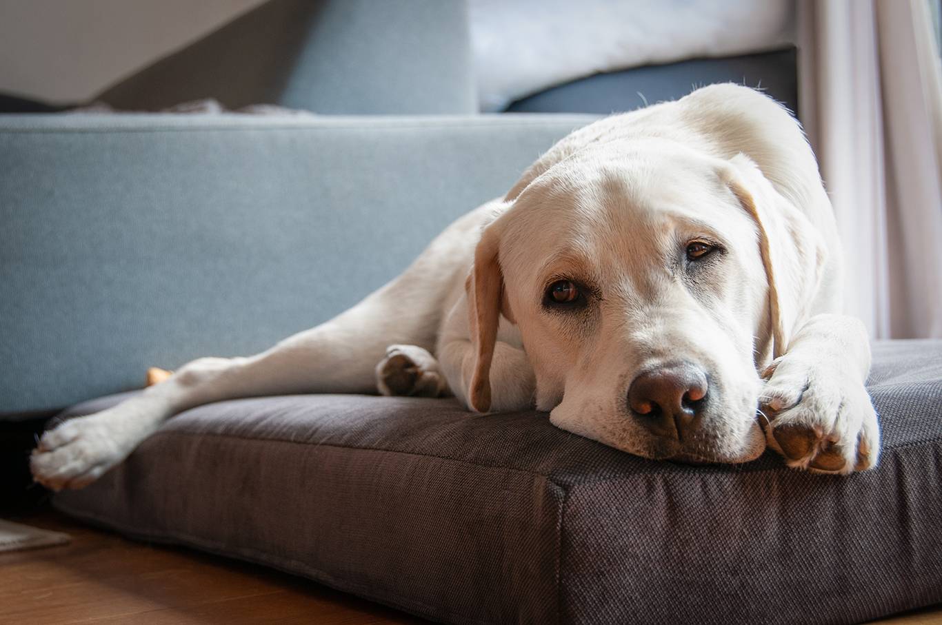 globaal luister alleen MediDog | Beste orthopedisch hondenkussen - Orthopedischhondenkussen.nl