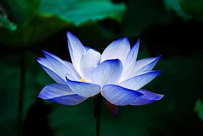 blauwe lotus