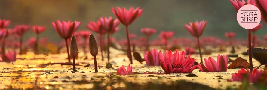 Lotus, de heilige bloem groeit van de modder naar het licht