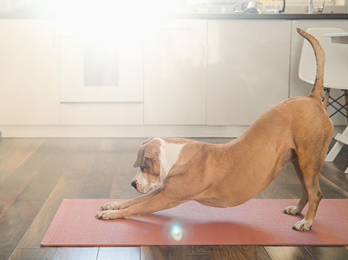 Down Facing Dog Yoga Mat