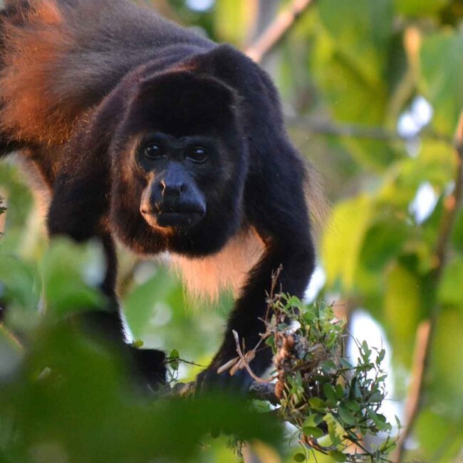 Das Essence Retreat – Innere Alchemie & Klang- und Stimmaktivierung