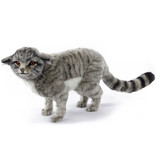 Hansa knuffels Hansa Creation Gray Scottish Wildcat