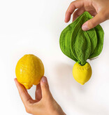 Oli and  Carol Oli & Carol John Zitrone, Schmusetuch und Beißspielzeug / zwei in einem