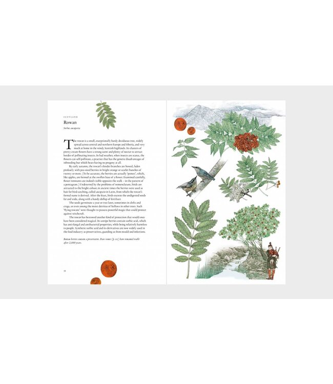 Around the World in 80 Trees