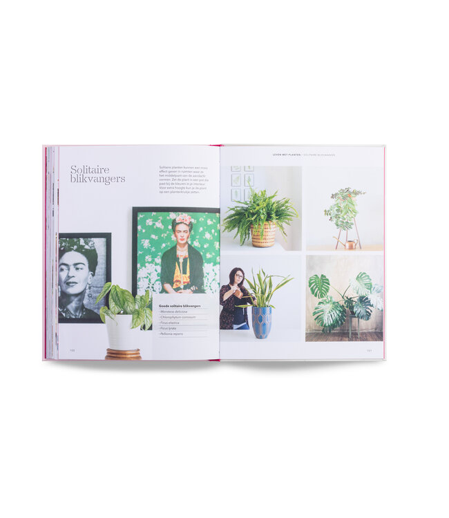 Hoe je een plant grootbrengt