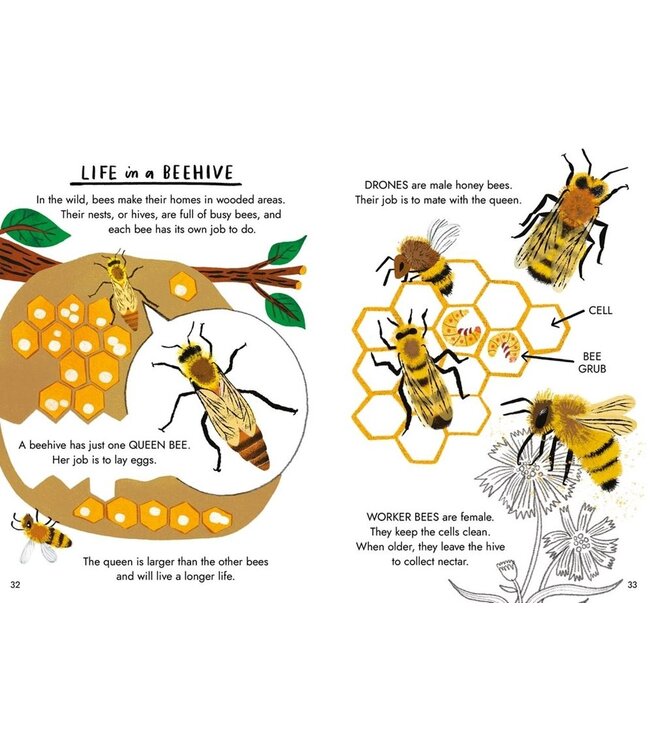 Little Guides to Nature: Hello Bugs