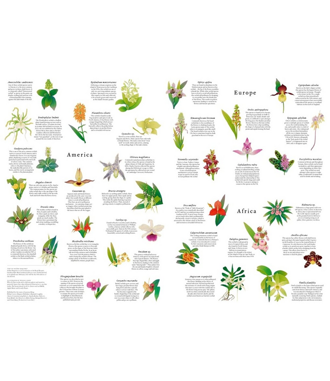 Around the World in 50 Orchids