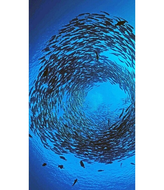 299 Fish (and a Diver)