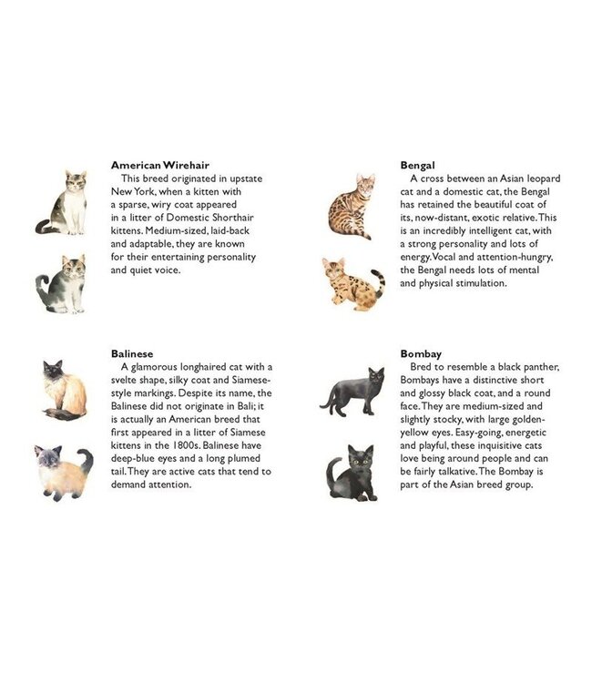 Cats & Kittens