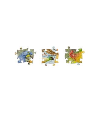 Around the World in 50 Birds
