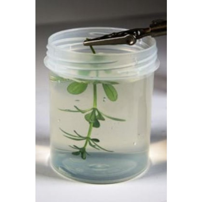 AK interactive Natural Leaves & Plants Neutral Protection - Diorama Series - 250ml - AK8042