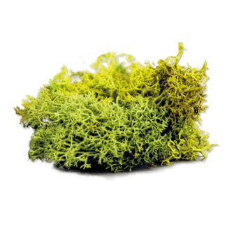 The Army Painter Summer Undergrowth - BF4116 - image