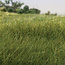 Woodland Scenics Static Grass Dark Green 12mm - 28gr - FS625
