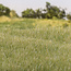 Woodland Scenics Woodland Scenics Static Grass Light Green 4mm - 42gr - FS619