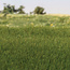 Woodland Scenics Static Grass Dark Green 4mm - 42gr - FS617