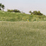 Woodland Scenics Woodland Scenics Static Grass Light Green 2mm - 70gr - FS615