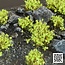 Gamers Grass Green Shrub Wild Tuft 6mm - GGS-GR - image