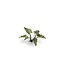 Gamers Grass Lords-and-Ladies - Laser Plants - 28x - GGLP-LAL