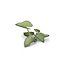 Gamers Grass Elephant Ear - Alocasia - Laser Plants - 16x - GGLP-EE