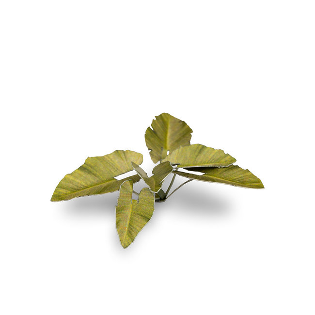 Gamers Grass Elephant Ear - Laser Plants - 16x - GGLP-EE