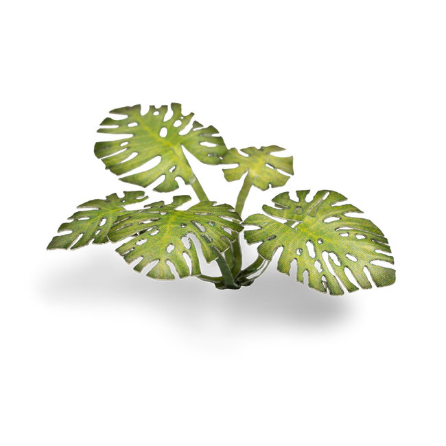 Gamers Grass Monstera - Laser Plants - 14x - GGLP-MT