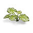 Gamers Grass Monstera - Gatenplant - Laser Plants - 14x - GGLP-MT - image