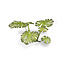 Gamers Grass Monstera - Gatenplant - Laser Plants - 14x - GGLP-MT