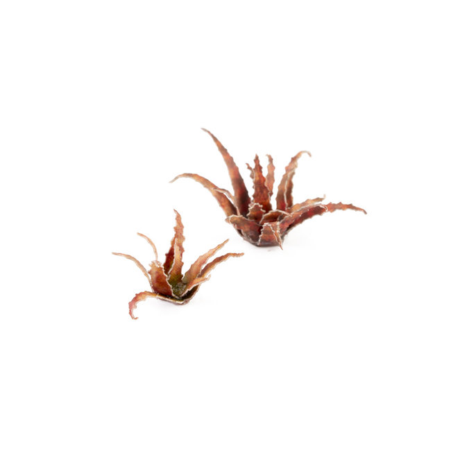 Gamers Grass Red Aloe - Laserplants - 96x - GGLP-RA