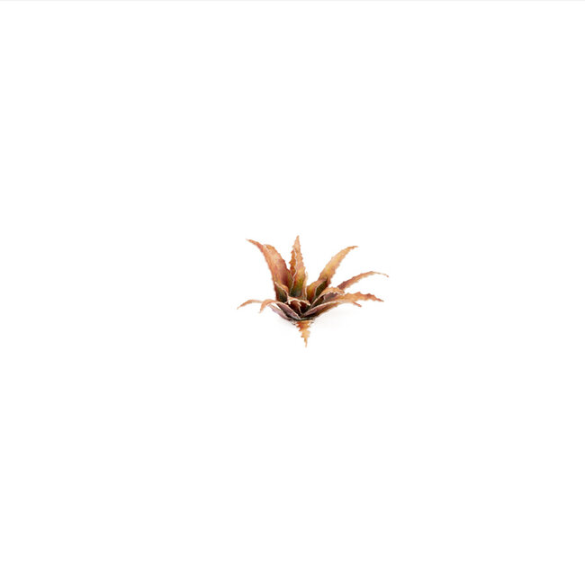 Gamers Grass Red Aloe - Laserplants - 96x - GGLP-RA