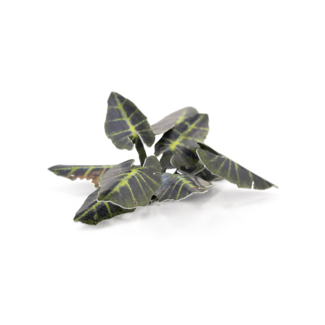 Gamers Grass Black Magic Taro - Olifantsoor - Laserplants - 65x - GGLP-BMT